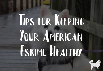 Tips for Keeping Your American Eskimo Healthy