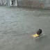 Homem toma banho em rua alagada de Guanambi após fortes chuvas
