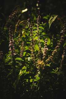 basil-flower-and-leaves