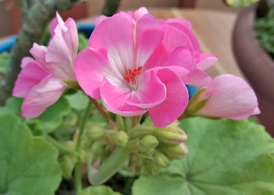 geranium flower