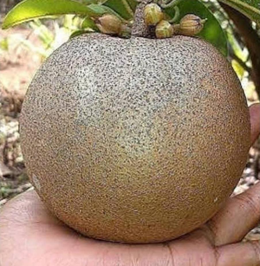 jual bibit buah sawo jumbo sangat populer Pagar Alam