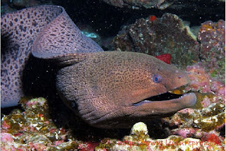 Hasil gambar untuk BELUT LAUT