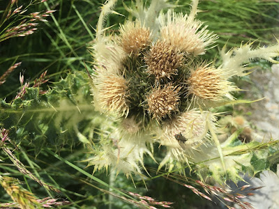 [Asteraceae] Cirsium spinosissimum