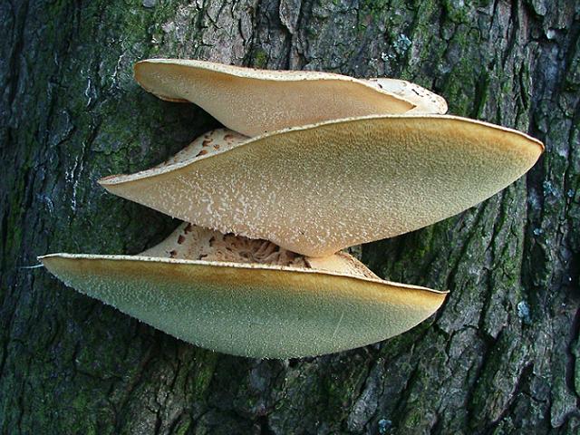 Polyporus squamosus