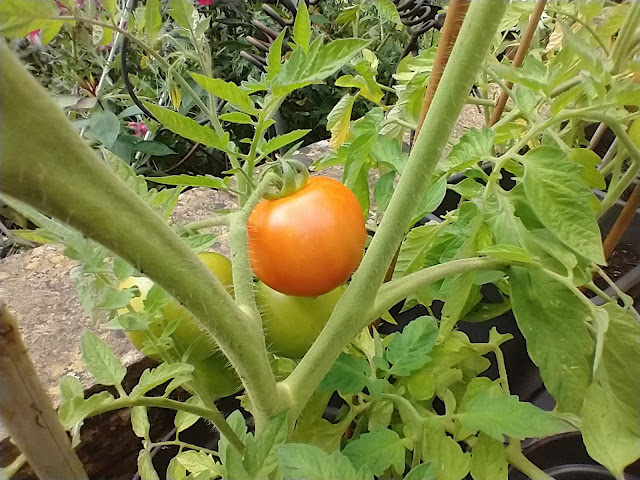 Tomatoes on my patio allotment