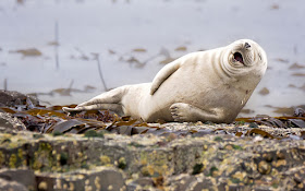 seal