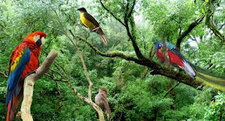 Posee Sonora el 52% de las aves en el país