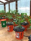 Growing tomatoes in Buckets #vegetable_gardening