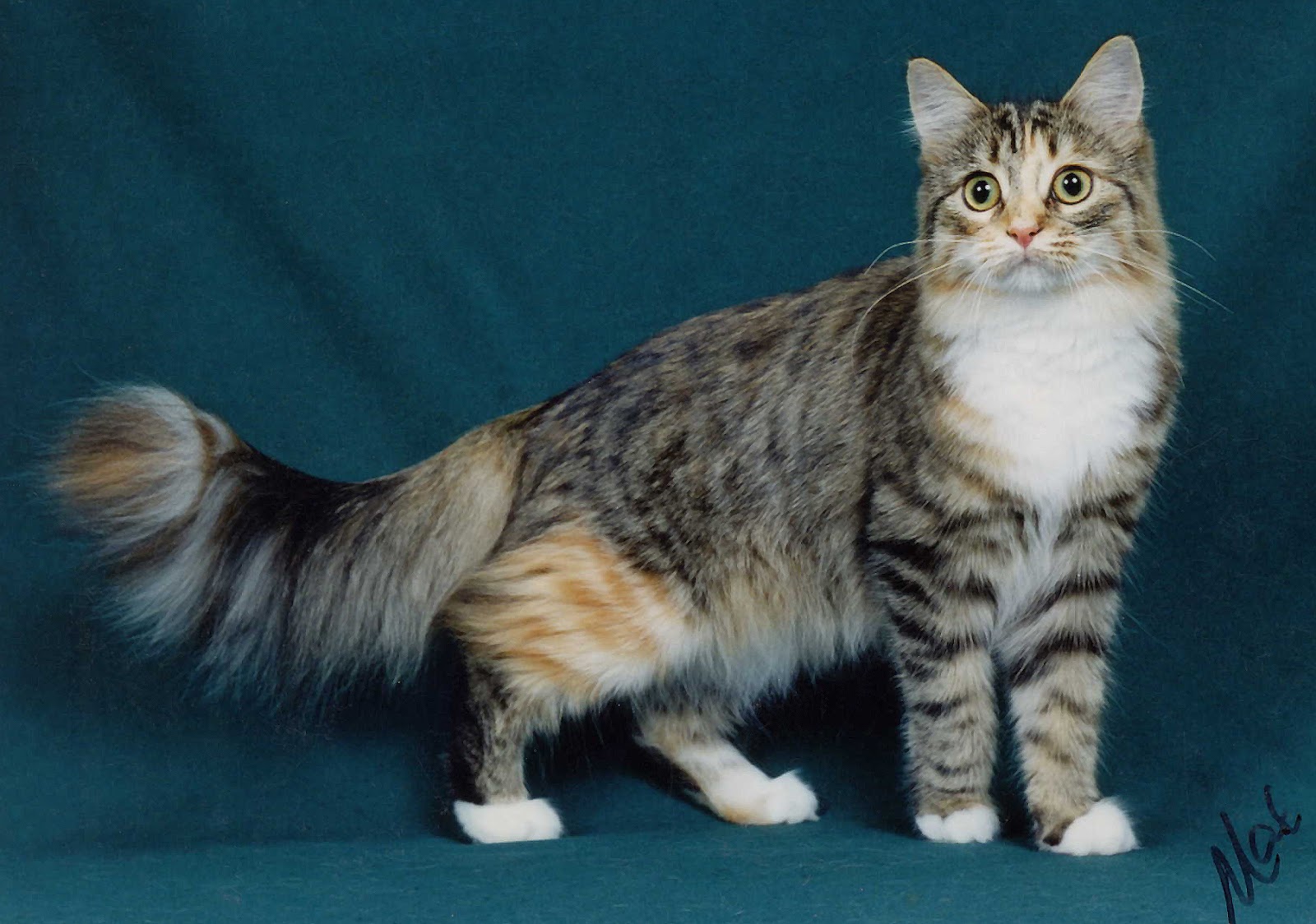ManiaKucing 50 Jenis Kucing Di Dunia Beserta Sejarah Lengkap