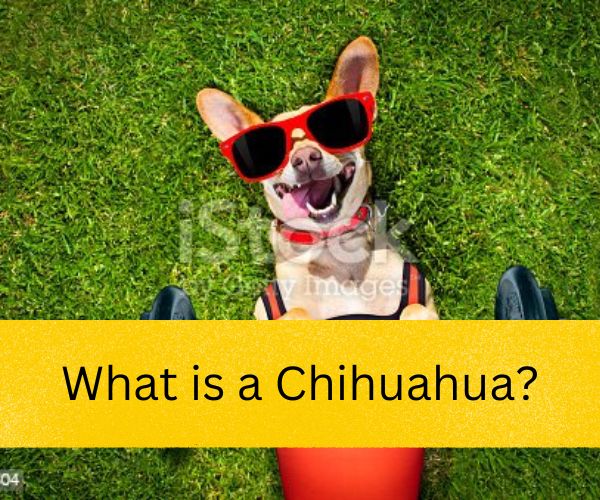 chihuahua, mexico,  chihuahua lifespan,  chihuahua temperament,  chihuahua puppies