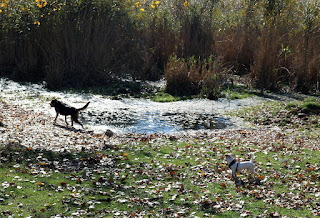 Rambo splashing and Thelma watching