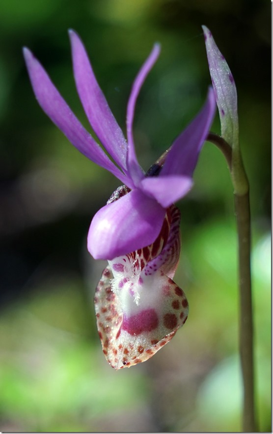 lopez orchid 041816 00009