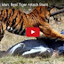 Tiger Attacks Man: Real Tiger Attack Stunt