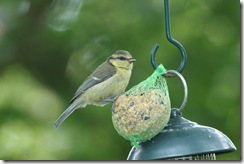 Blue Tit