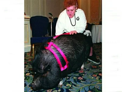 cochons