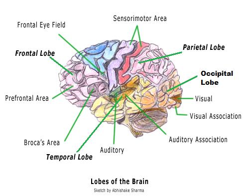 Brain Structure And Function2