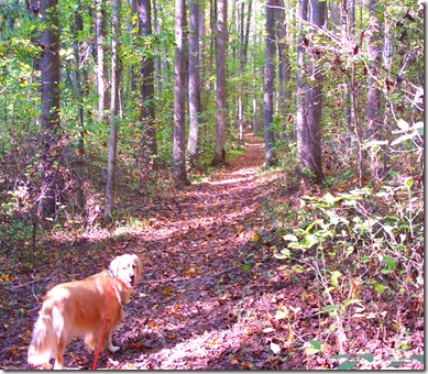 Walk in the woods 008
