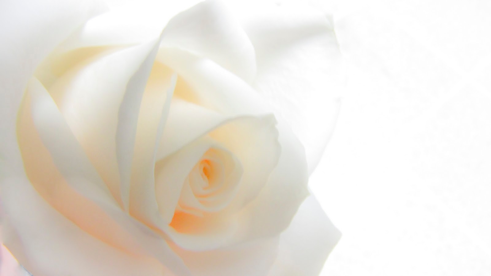 Mawar Putih | Gambar Bunga | White Rose Wallpaper