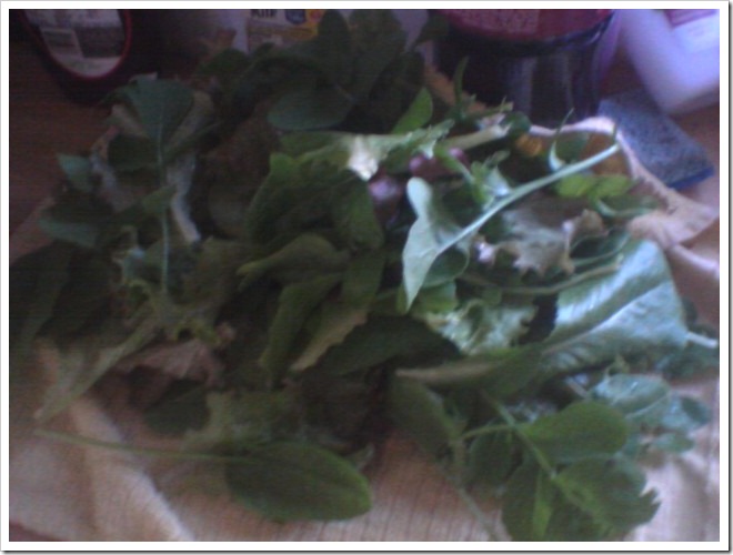 lettuce 430