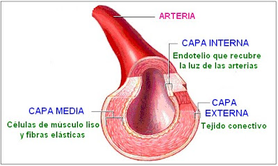 partes de una arteria