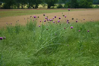 Musk Thistle In Home Lawns