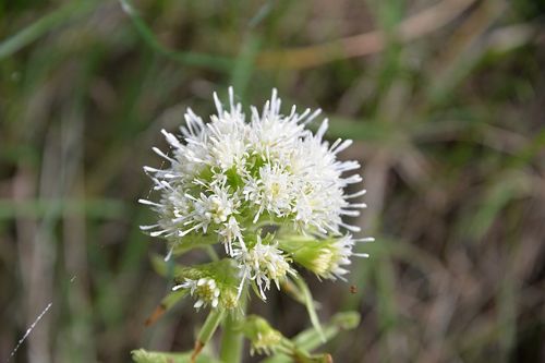 grassland-plants-1334558_640