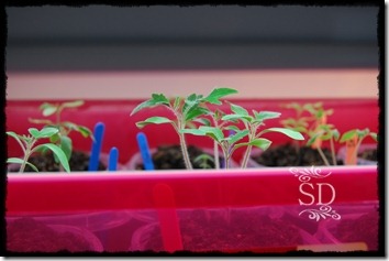 Seedling Thinning 3-16