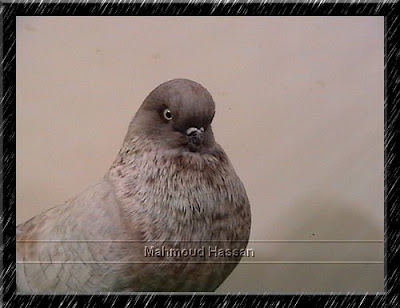 English longface tumbler pigeon opal color
