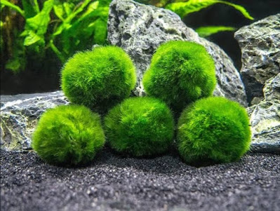 marimo moss ball