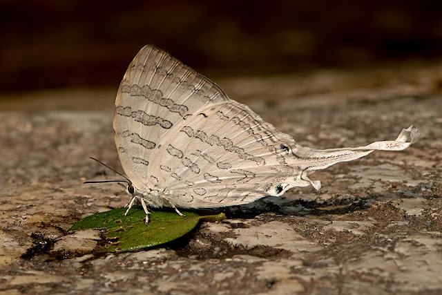 Neomyrina nivea the Great White Imperial butterfly