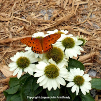 Echinacea White Swan Coneflower and Butterfly