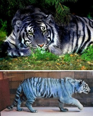 blue tiger