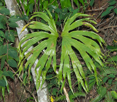 Dipteris conjugata