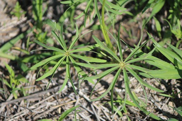 Кислица десятилисточковая (Oxalis decaphylla)