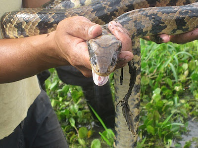 anaconda eats man. Big Anaconda Snake Eating Man