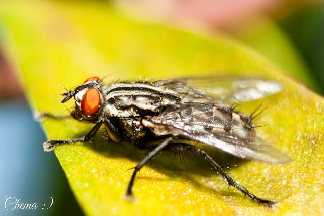 Mosca tomando el sol en una hoja en fotosmacro.blogspot.com