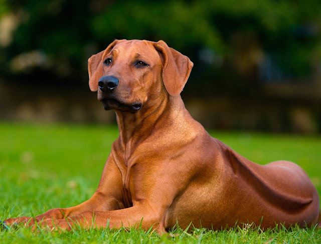 Rhodesian ridgeback_associazione_mammagatta