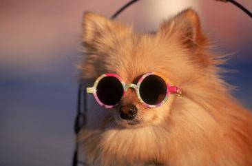 Pomeranian dog wearing sunglasses