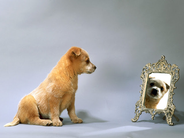 Dog Watching Mirror Wallpaper