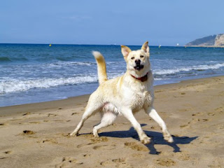 Ενοχλημένος από την παρουσία σκύλων στις παραλίες, άνδρας που συνηθίζει να ουρεί μέσα στη θάλασσα