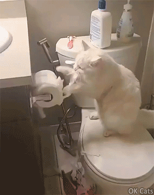 Crazy cat GIF • White cat  destroying and eating toilet paper roll [ok-cats.com]