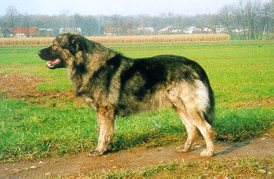 Karst Shepherd Dog