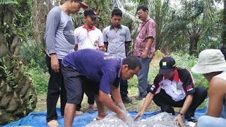 FAKTOR YANG MEMPENGARUHI HASIL PANEN SAWIT