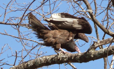 mantling in a tree