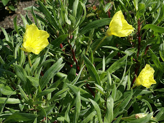 Oenothera acaulis var aurea