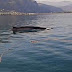 Φάλαινα κάνει βόλτες στο Μαλιακό Κόλπο.(VIDEO)