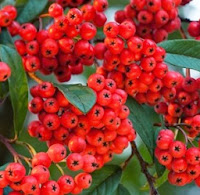  Fruit Bushes for Sale - Buy Your Fruit Tree bushes at a Great Price