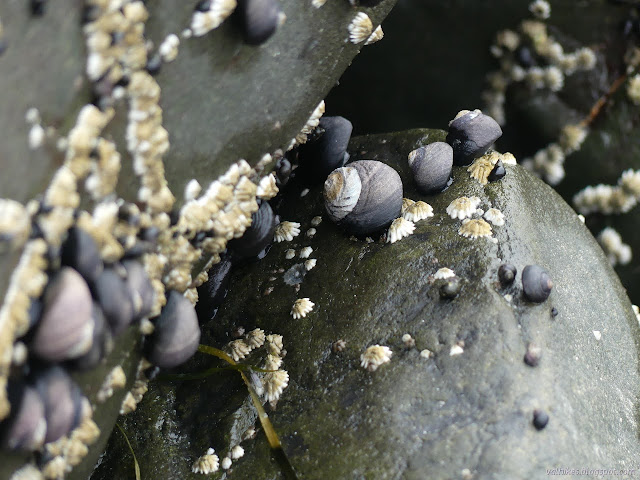 black snails with light tops