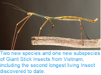 https://sciencythoughts.blogspot.com/2014/12/two-new-species-and-one-new-subspecies.html