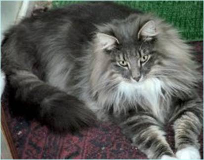 Pictures of Norwegian Forest